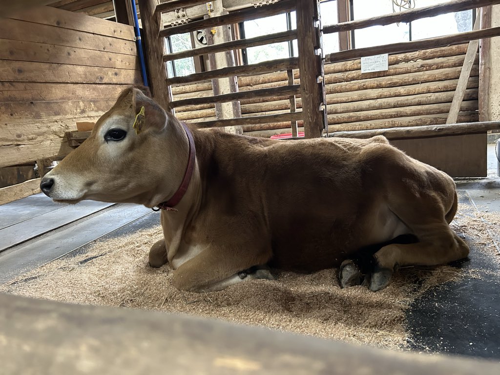 きなこ📦 tweet media