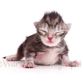 ⊹ ₊ bluee ୨୧ tweet media