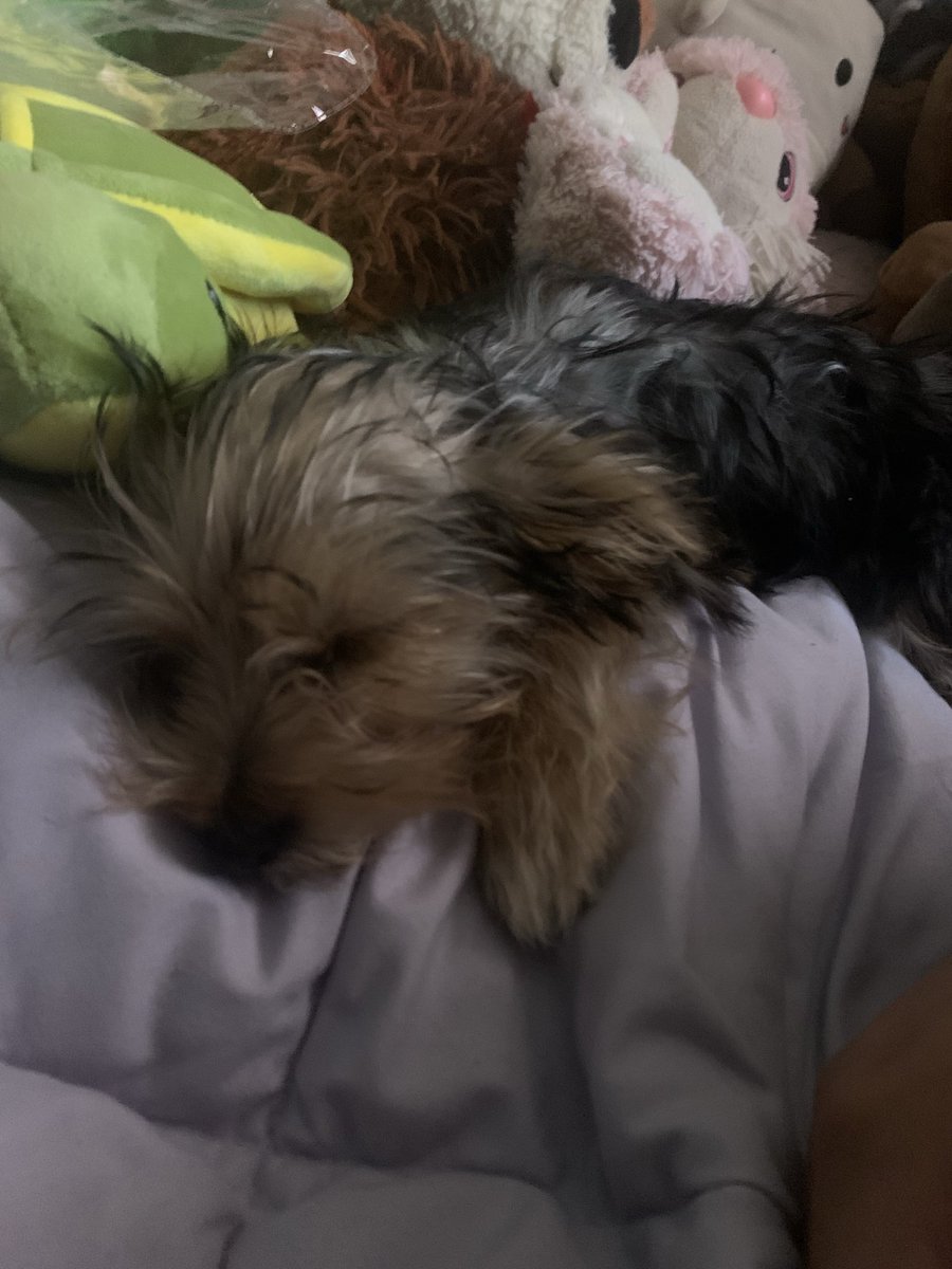 Appleholica's tweet photo. Guys i got a new puppy !! :3 hes so cute https://t.co/pzCvDtrJgd