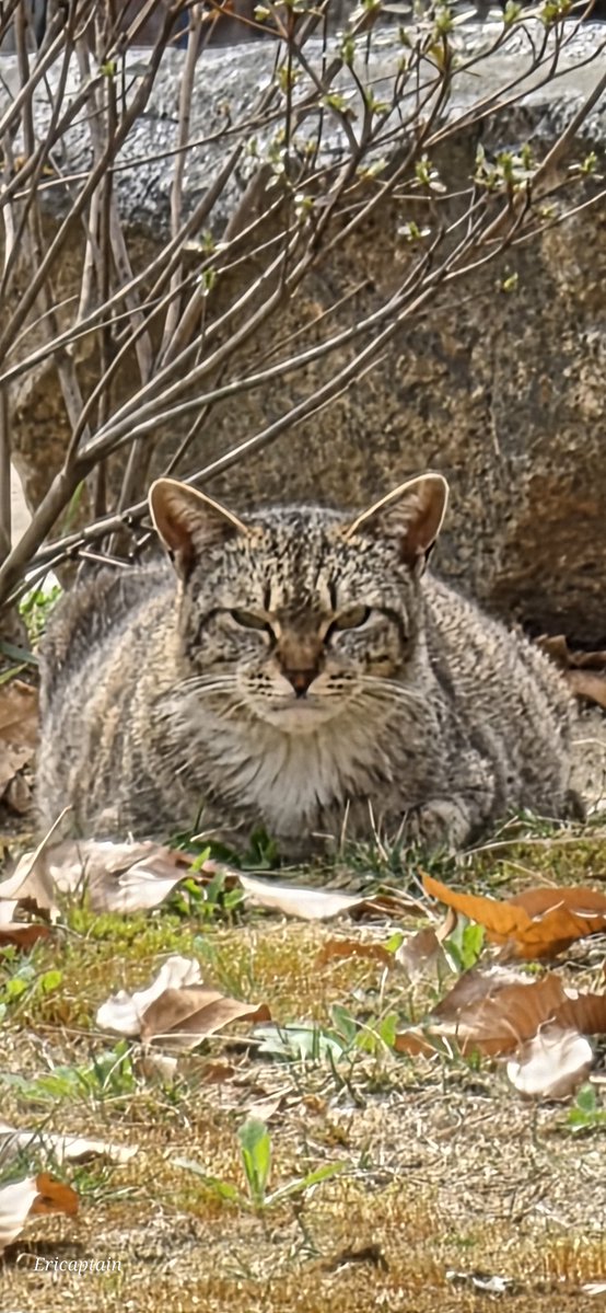 Ericaptain tweet media