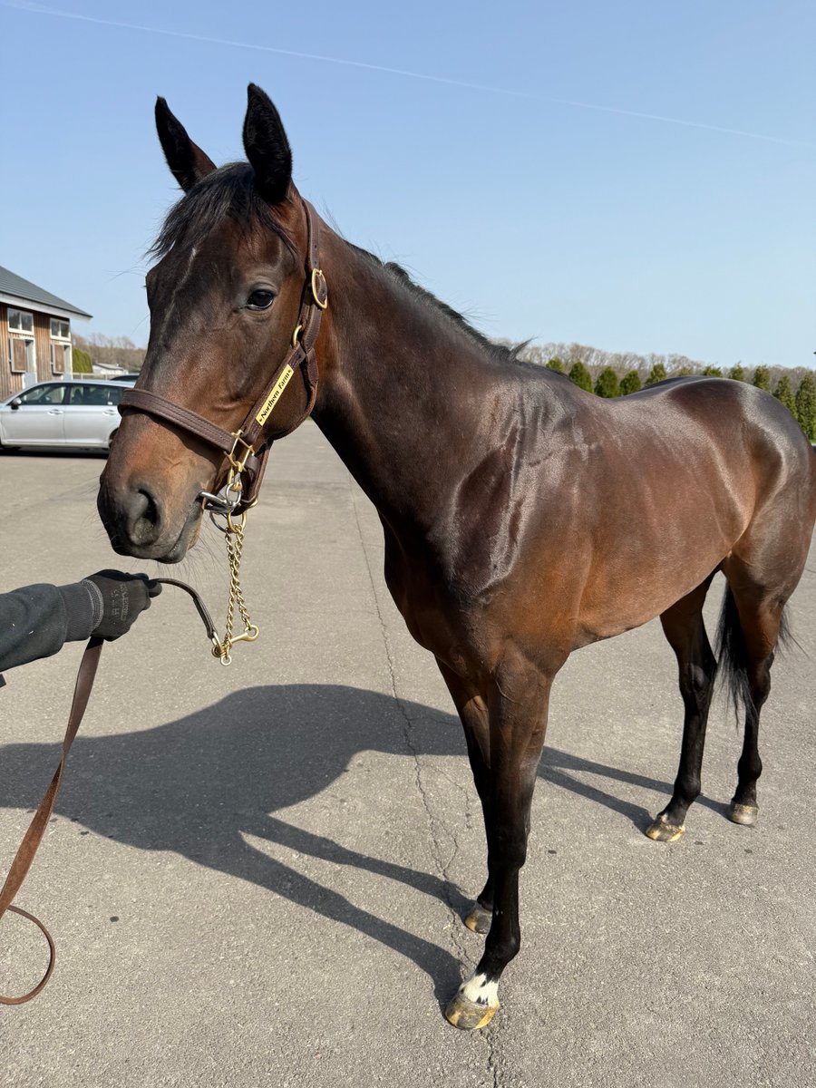 津田彷徨 / Houkou Tsuda tweet media