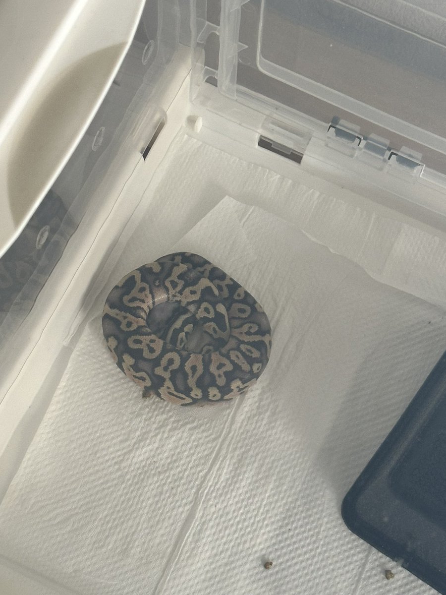 (ㆀ˘･з･˘) tweet media