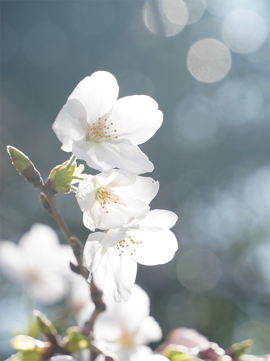 西倉ミト｜SINGLE CAP ART tweet media