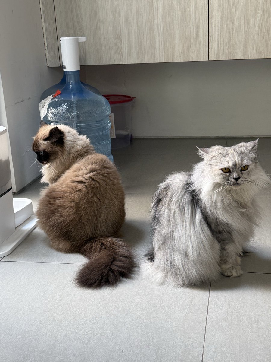 😾 Cece Bacem & ₘₑᵢₘₑᵢ tweet media