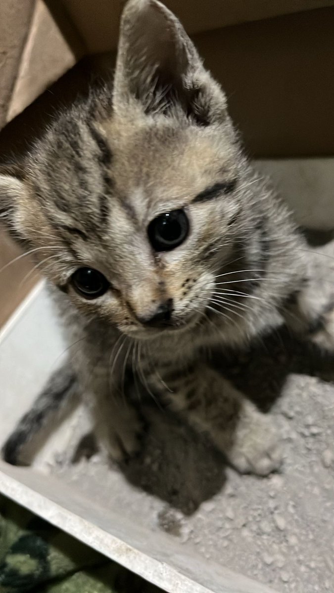 Miren mis hijos q adopte