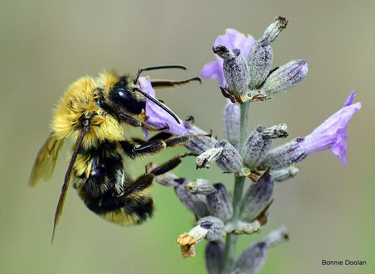BonnieDool5t's tweet image. Today’s Bee #bee #NaturePhotography
