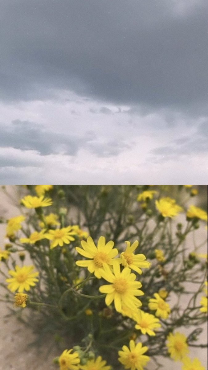 الملكة👑🇰🇼 tweet media