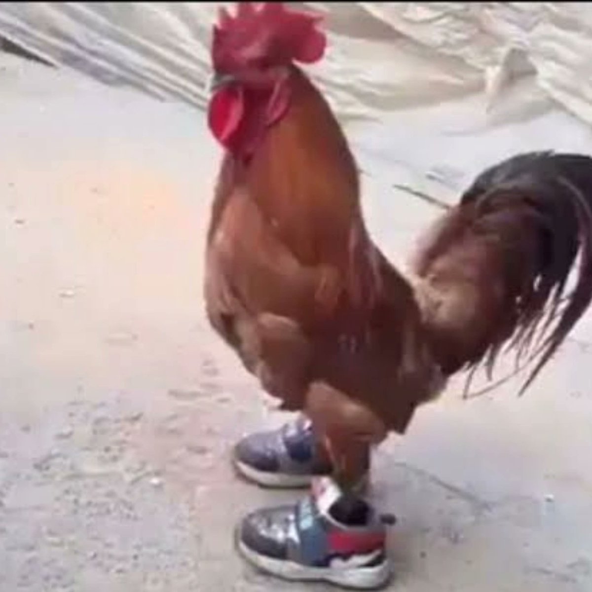 la HaRu🌱 tweet media