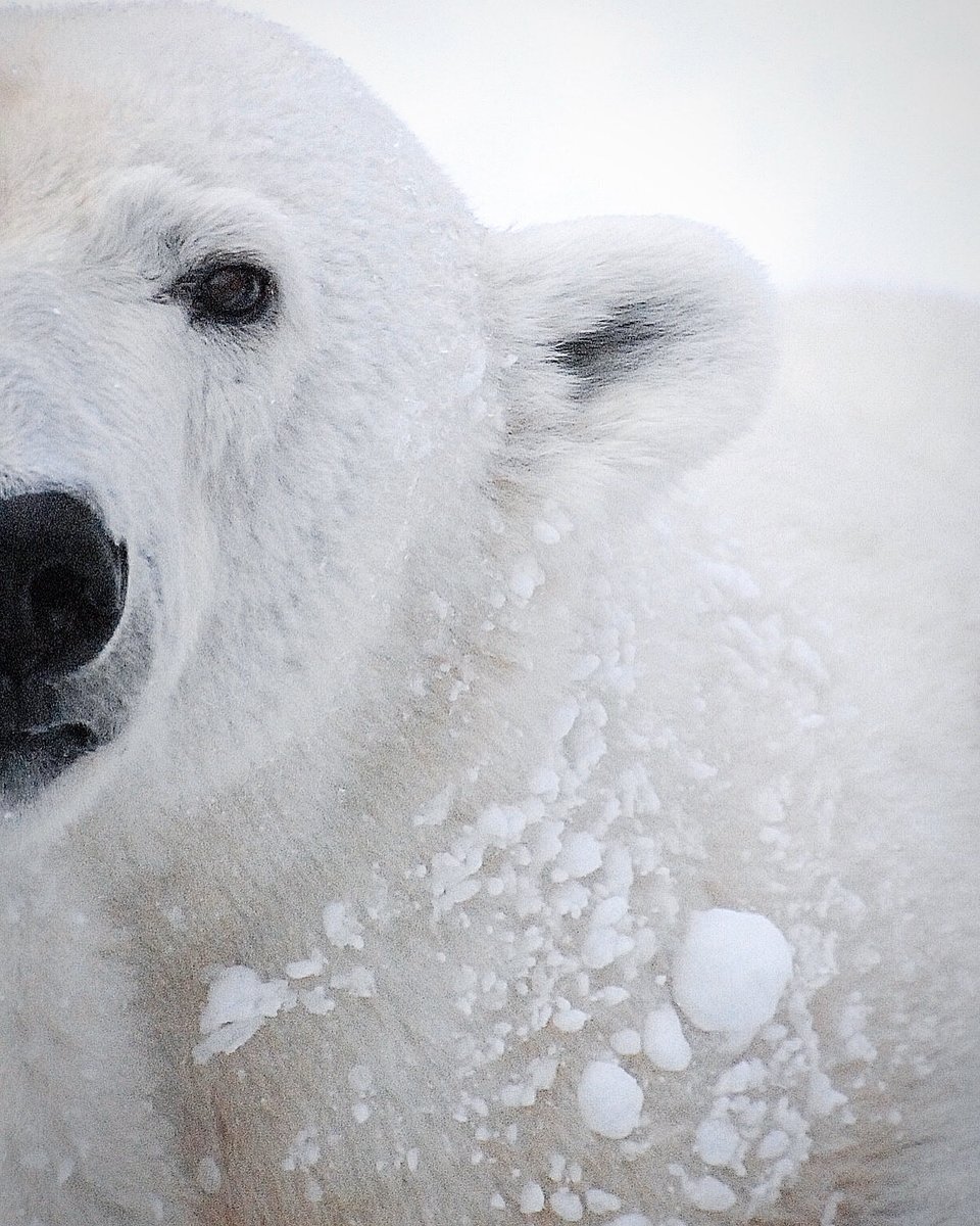 おやびん tweet media