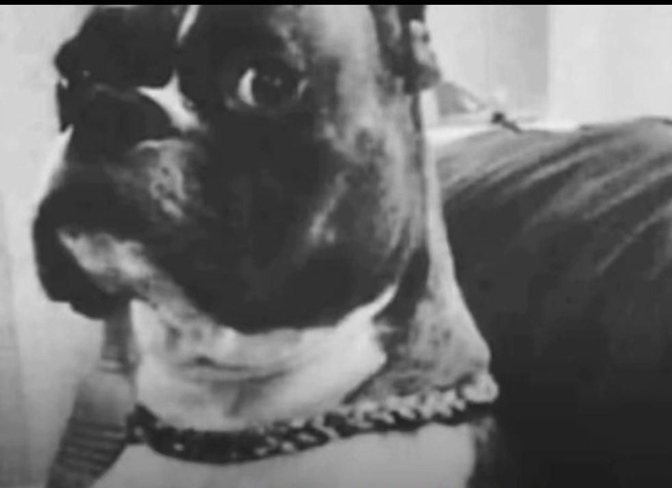 master splinter tweet media