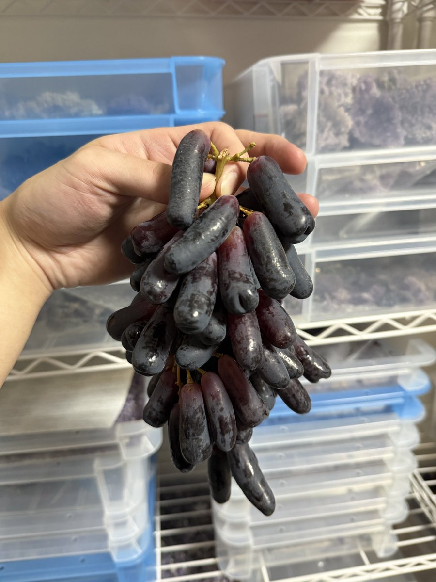 budouya_stone's tweet photo. 今週末はさいたまミネラルマルシェに出展して鉱物や科学・歴史関連の雑貨を販売しています！2枚目はこないだ買った変な葡萄です🍇🍇 https://t.co/pOXEkN3VdM