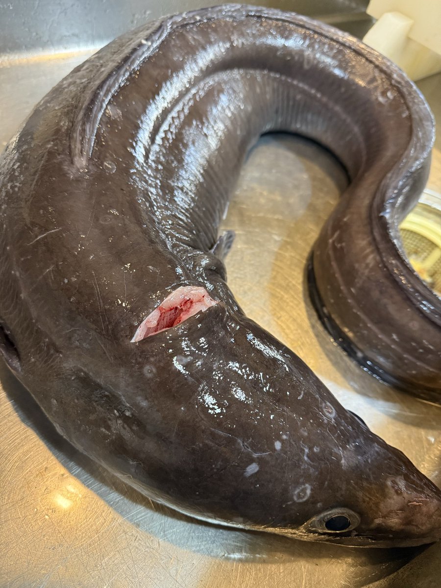 mishimawashoku's tweet photo. 〜気まぐれアナコンダ〜
伊豆産の13キロ穴子みりん干し
骨が多すぎて主流ならん魚
だから骨全部取りました
食べたら旨いけど食べるまでが
勿体ないから食べてみな
フォロー＆いいね＆RT＆3名様限定
2026/04/05 昼12時締切 https://t.co/ovwXShomup