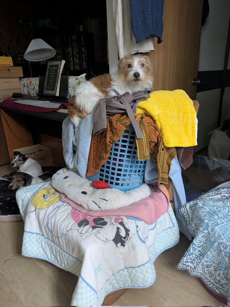 複雑奇怪な浪速っ子 tweet media