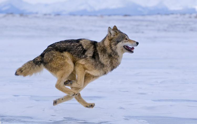 woof "pronouns" woofington tweet media