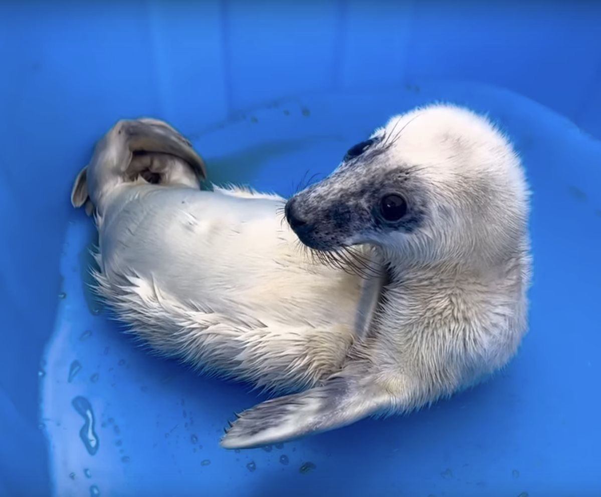 belphie 🍀 #1 miquella apologist tweet media