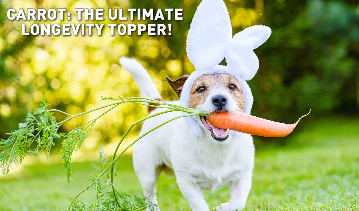 OzDogLover's tweet image. It’s #InternationalCarrotDay: why the humble carrot is a "Longevity Topper"!
🥕 Beta-carotene: Boosts immunity &amp;amp; vision. 
🔥 Gently Cooked: Increases nutrient absorption!
Research shows adding orange veggies 3x a week can significantly reduce certain health risks. 🥕🧡
#DogHealth