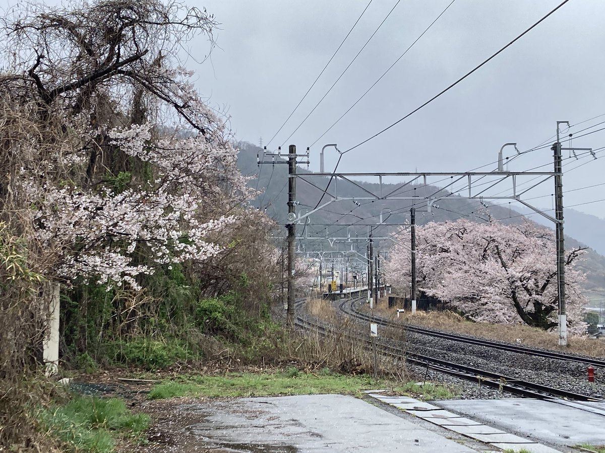 オレンジピール tweet media