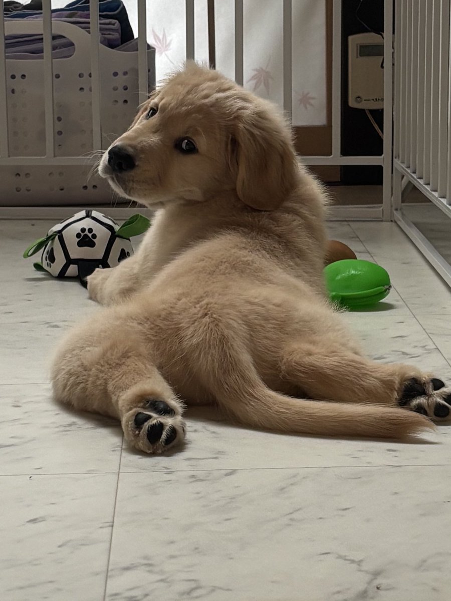 もずくゴールデンレトリバー tweet media