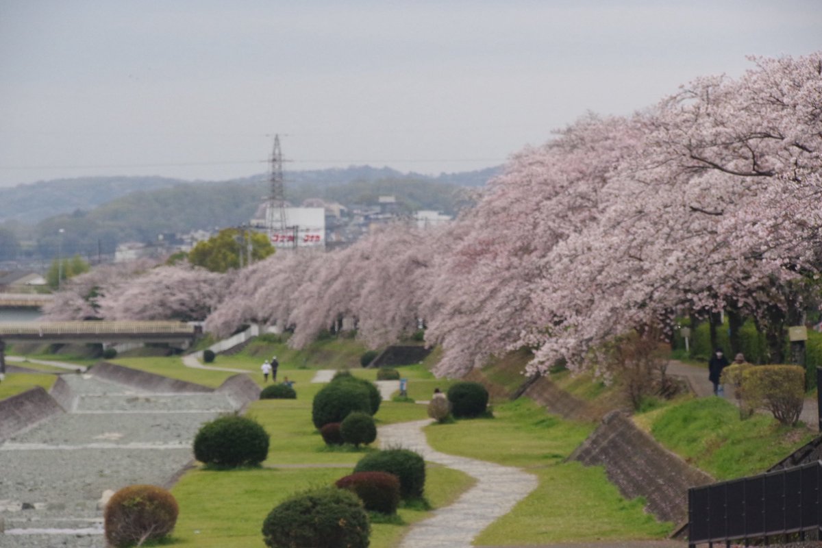 rs_dakacchi's tweet photo. 秦野の桜🌸
圧巻です😍 https://t.co/ssNX3ZecFm