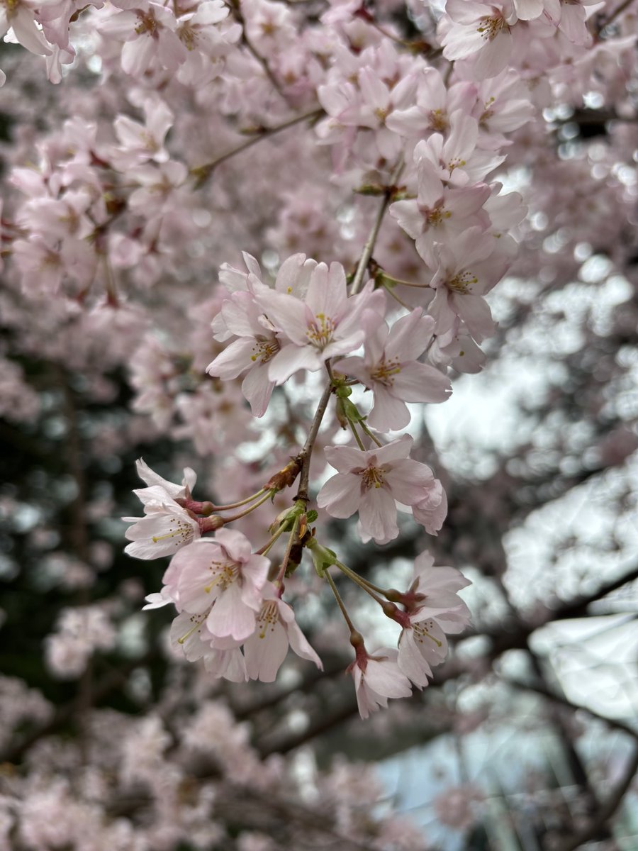 laVierge0830's tweet photo. お花見と御朱印巡りしてきた🌸 https://t.co/rqDVs8ksZj
