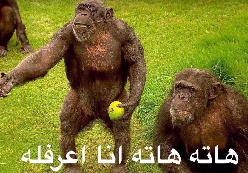 هاتشي tweet media