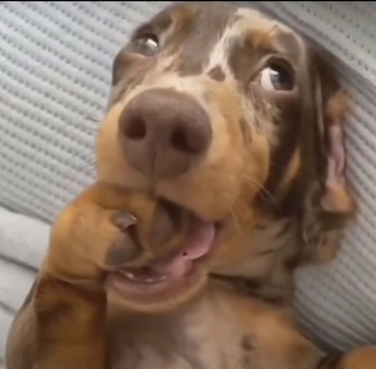 may que crlh tweet media