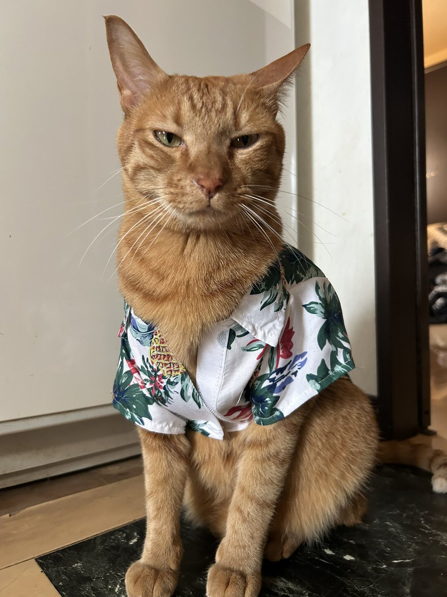 もずのあ🐈⬛ tweet media