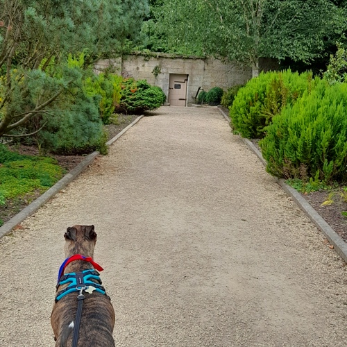 Tiggers_Tails's tweet image. Morning Pals!
It's the weekend! Woo Hoo! 🐶🐾
#TiggerClubNews #SaturdayMorning #SaturdayVibes #SaturdayMotivation #GoodMorning