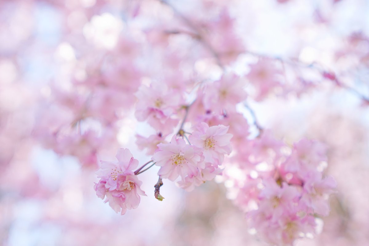 ジョージ参謀 tweet media