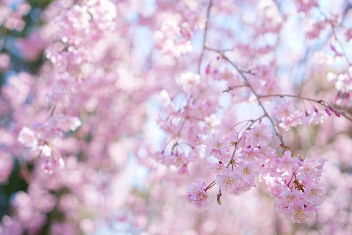 ジョージ参謀 tweet media