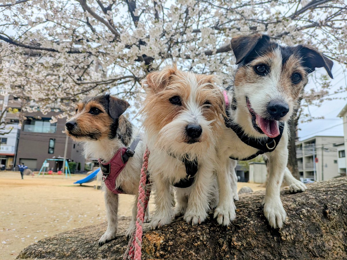 複雑奇怪な浪速っ子 tweet media