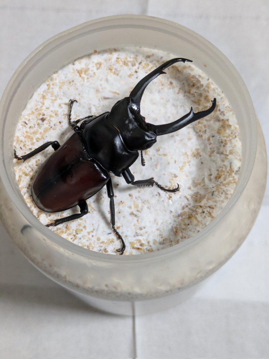 シヤン tweet media