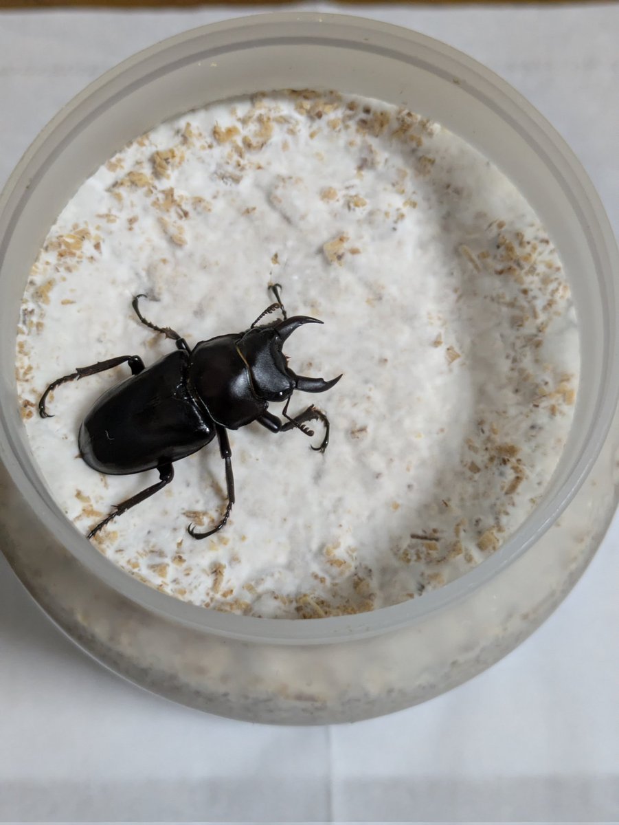 シヤン tweet media