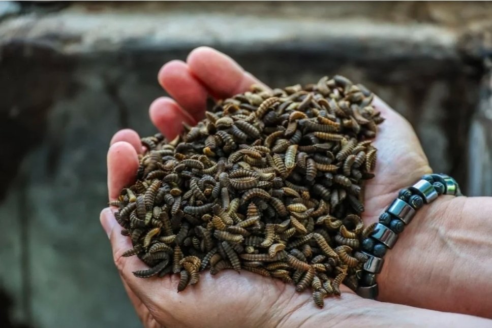 La Inventadera tweet media