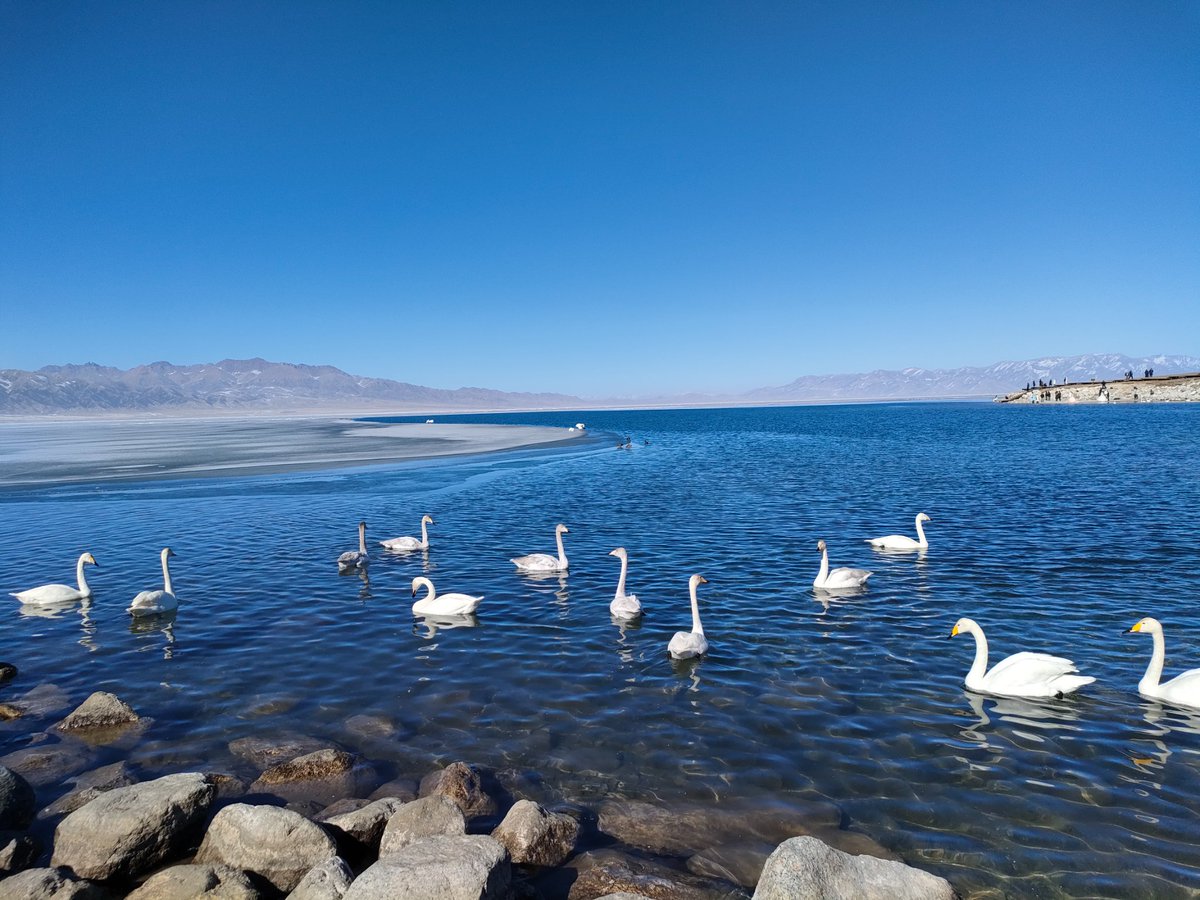 ross(互fo) tweet media