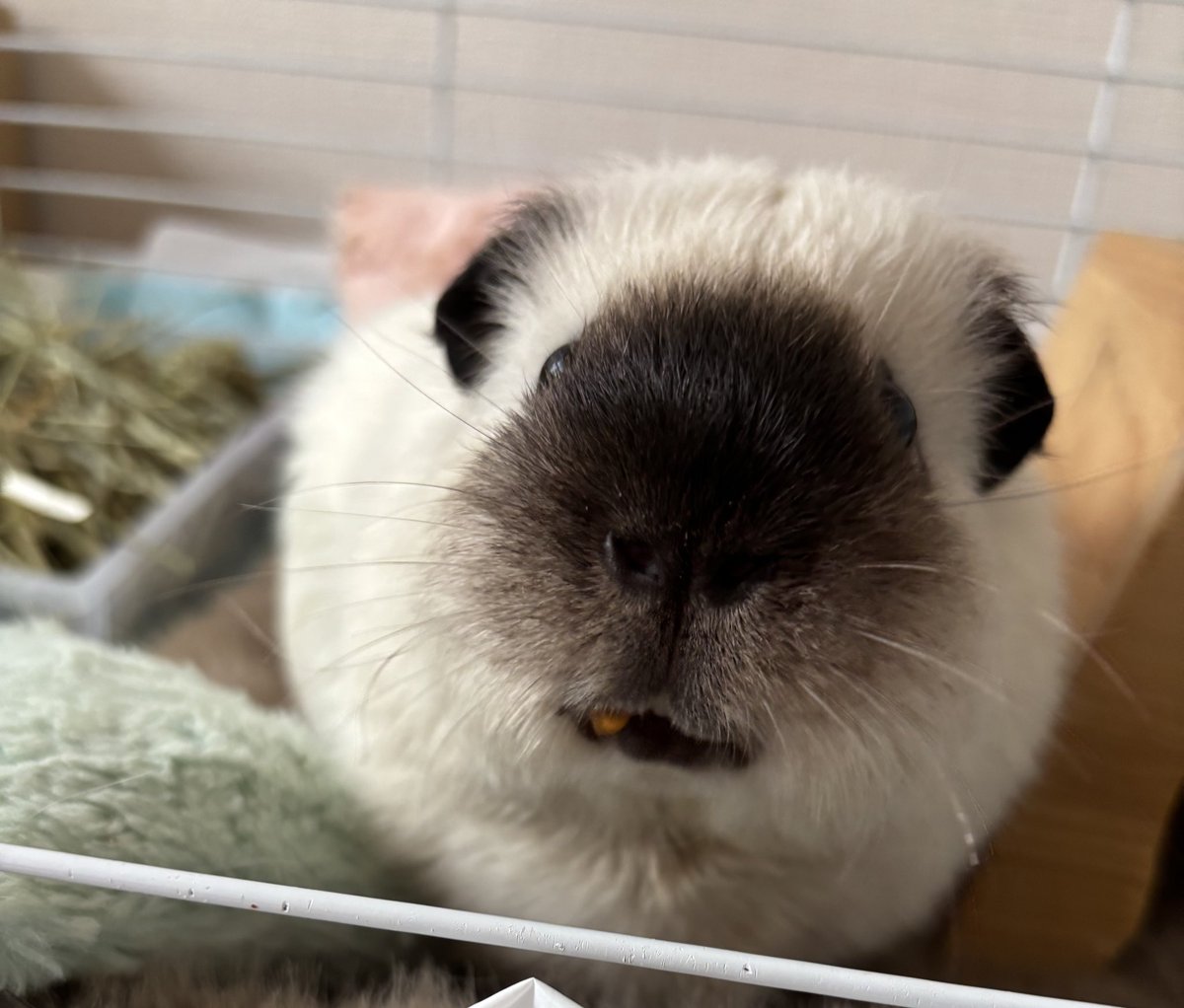 ❥ねずみい tweet media