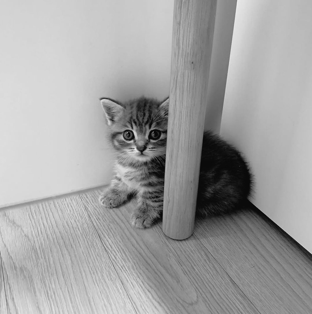 Rakhajuan's tweet photo. ᅠ

𝗠𝗮𝘀 𝗔𝗱𝗮𝗺 / 𝗧𝘂𝗹𝗮𝗹𝗶𝘁 (𝟮𝟬𝟮𝟲). Non-Playable Character. Rakhajuan’s Kitten.

ᅠ https://t.co/Zjp567OVYL