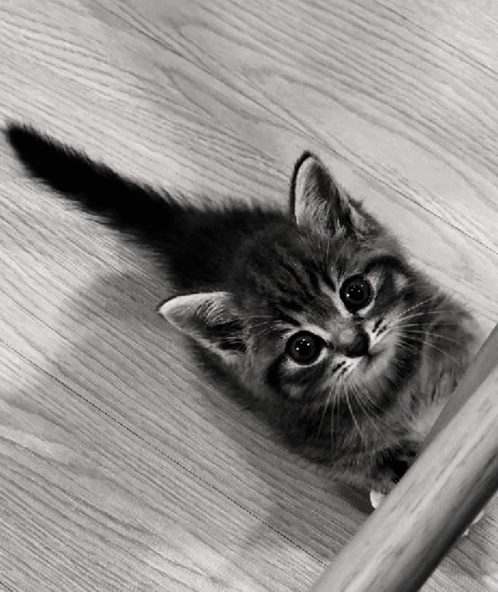 Rakhajuan's tweet photo. ᅠ

𝗠𝗮𝘀 𝗔𝗱𝗮𝗺 / 𝗧𝘂𝗹𝗮𝗹𝗶𝘁 (𝟮𝟬𝟮𝟲). Non-Playable Character. Rakhajuan’s Kitten.

ᅠ https://t.co/Zjp567OVYL