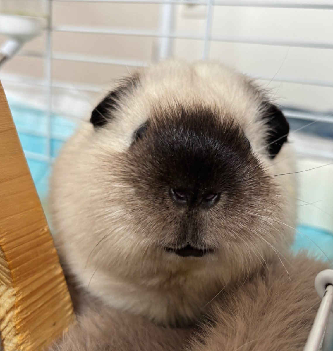 ❥ねずみい tweet media