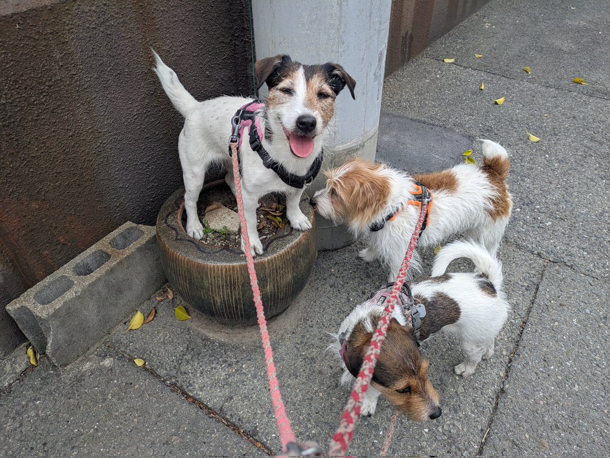 複雑奇怪な浪速っ子 tweet media