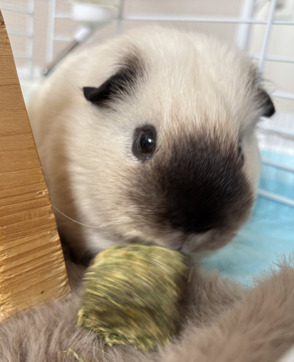 ❥ねずみい tweet media