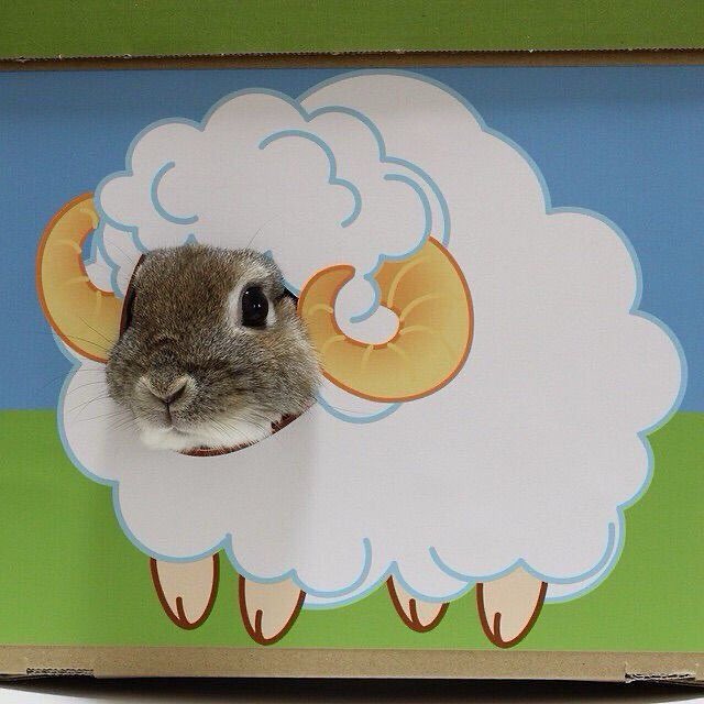 WHY YOU SHOULD HAVE A BUNNIES tweet media