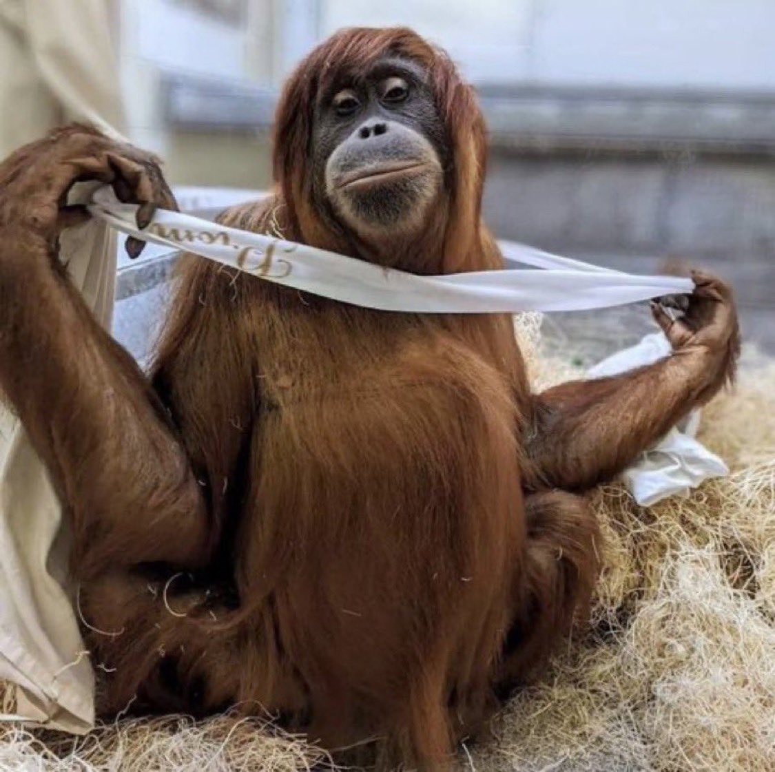 theus clocks & tigres tweet media