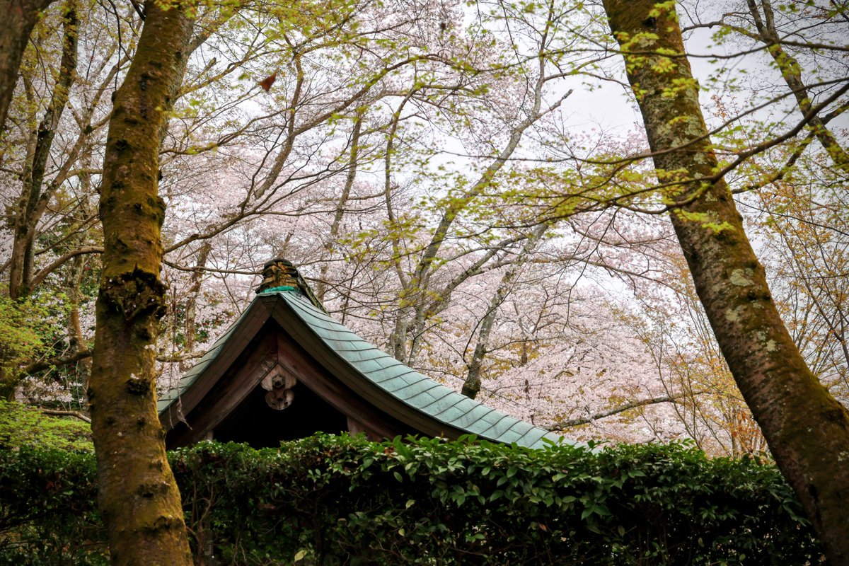 K_UE93's tweet photo. 雨の降り始めが予報より遅かったので、#canon #eos #r5mk2 を携え #琵琶湖第1疏水 と #三井寺 を歩いてきました✨️予想通り #桜 は満開、#桜吹雪 や流れ行く桜の花びらも美しく、これで晴れならと思わずにいられませんでした🌸 https://t.co/xm7ioOJXx7