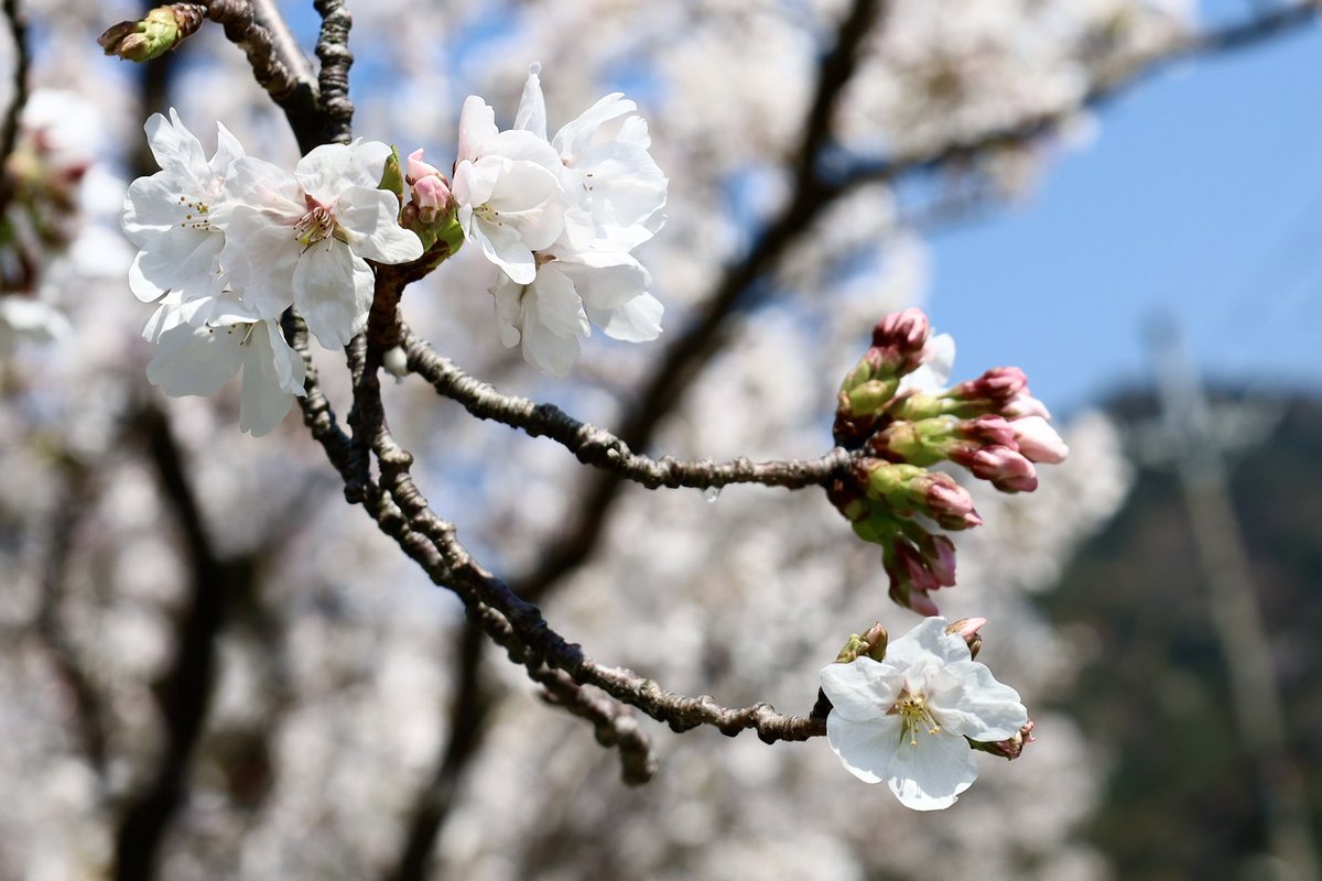 みなみ🐬✨💐 tweet media