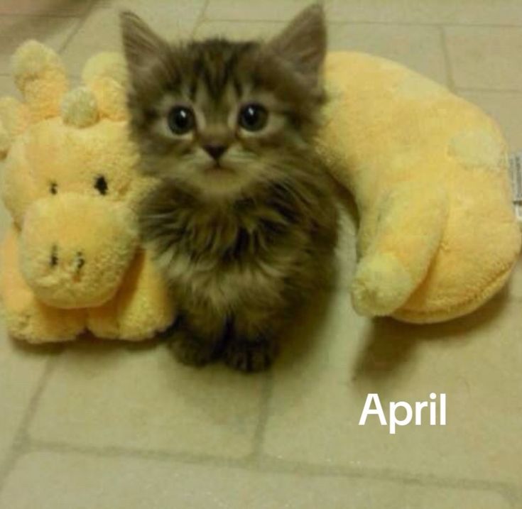 Posts Of Kittens🐾 tweet media