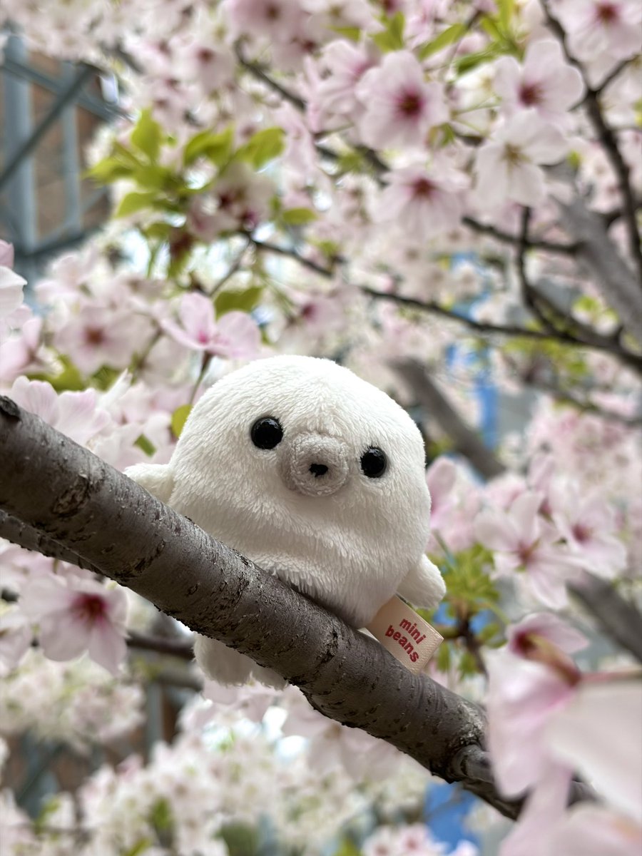 まめぴ tweet media