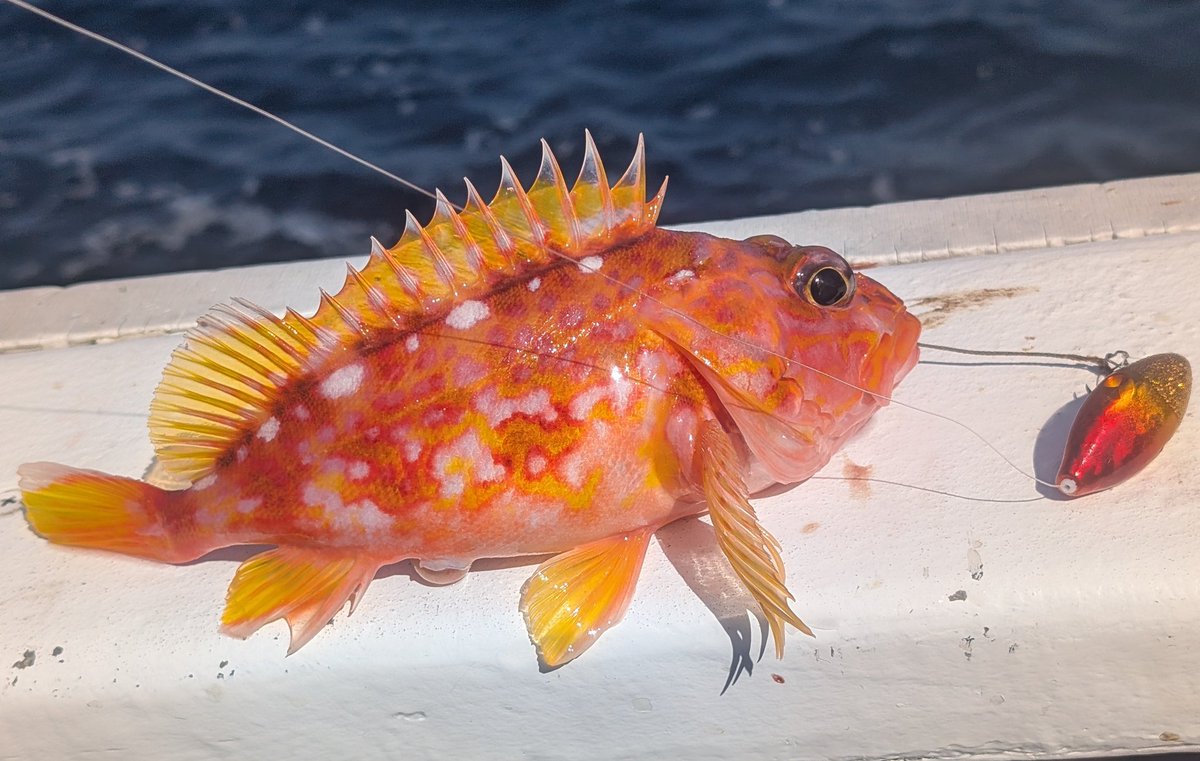 かみかみ♪ tweet media