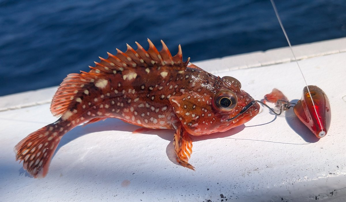 かみかみ♪ tweet media