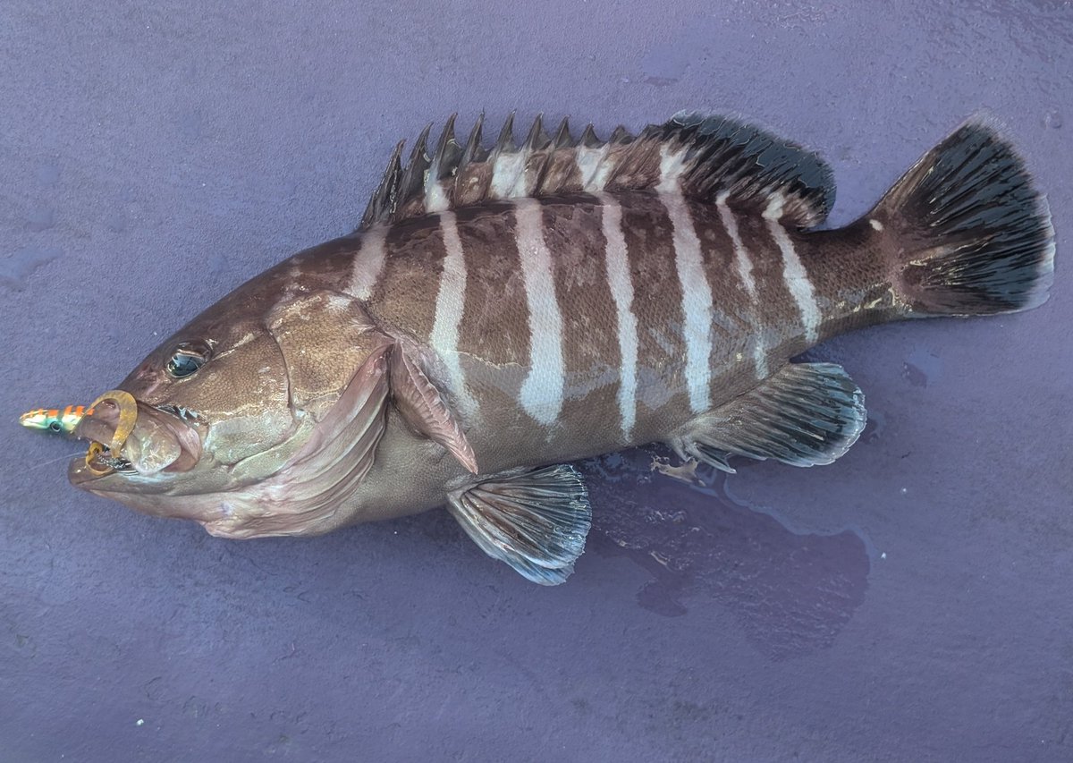 かみかみ♪ tweet media